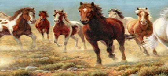Wallpaper Border-Mustangs Brown